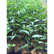 combo 10 CÂY GIỐNG RAU NGÓT RỪNG ( Rau Sắng ) -