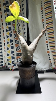 清位 塊根植物 索馬里大葉葡萄 連信樂燒盆 不是安哥拉葡萄