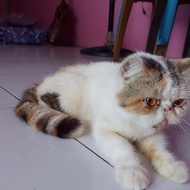 LA Kucing peaknose exotic shorthair pesek female