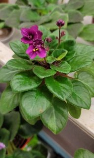 非洲紫羅蘭（實物）