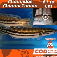 Ikan Hias Predator Channa Toman / Tomang / Oscar / Pbass / Aligator /