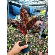 Tanaman Hias Aglaonema BLACK OF SUMATRA