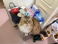 上門寵物保母/寵物保姆/貓保母/貓保姆 Cat Sitter 旅遊上門照顧餵食打針/打皮下水 腎貓 上門打皮下水 441針 貓傳染性腹膜炎FIP針 GS441