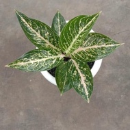 Terbaru Aglaonema Reina White Best Quality