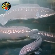 ikan toman jumbo/Big size