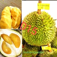 Anak Pokok Durian D17  Kahwin 2 kaki ++tinggi