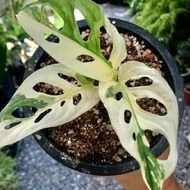 READY Monstera Adansonii Variegata Albino / Janda Bolong Varigata