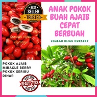 ANAK POKOK POKOK AJAIB/ MIRACLE BERRY CEPAT BERBUAH