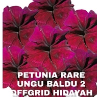 PETUNIA RARE 2 (30PCS)