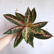 Anakan aglaonema pride of sumatra - baby red sumatra