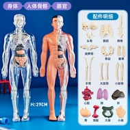 Educational 3D Human Body Model