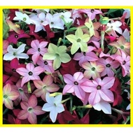 ∆ ◿ ☂ 【HuahuaWorld】10pcs FLOWERING TOBACCO MIX SEEDS FREE USA SHIPPING POPPY NICOTIANA alata