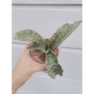Sansevieria Silver Blue (Exquisite Indoor Plant)