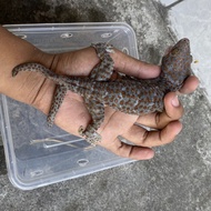 Tokek ekor cabang 2 sempurna kode b