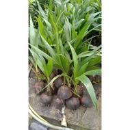 Kelapa jelly thailand
