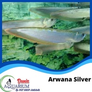Terbaru! Ikan Hias Arwana Arowana Silver Brazil Aquarium Predator