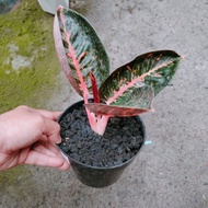 Aglaonema Adelia