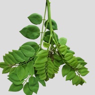 BSS MADRE DE CACAO LEAVES FRESH 100G