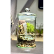 Fittonia moss miniature Terrarium / waterfall Terrarium