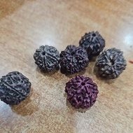 6 Mugam Ruthratcham Panchmukhi Rudraksha Six Faced Rudraksha Six Mukhi Rudraksha