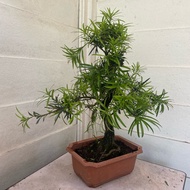 H2O - Podocarpus ‘s’ Bonsai 2.5ft OH 罗汉松 Live Plant