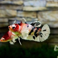 Female dumbo ear / multicolor dumbo ear plaque