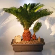 Bonsai palm tree plant seeds