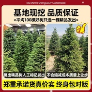 Potted Pine Pine Christmas Tree Christmas Tree Real Tree Living Spruce Norwegian Christmas Green Pla