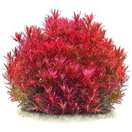 NEW!!! Rotala Rotundifolia "Blood Red or "BRSG" lowtech aquatic plants (15pcs+)