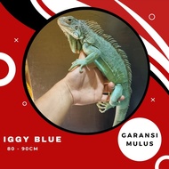 Iguana Blue Juve