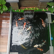 paket ikan koi lokal import 1 kolam 45-60bu + 2 grasscarp 70bu