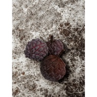 Biji Benih Buah Nona Merah