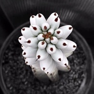 Ray Axe Pavilion Thornless Enchanting Cactus Pillar Cactus Rare White Wax Powder Cactus Potted Plant