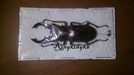 自然之風 庫普雷歐尼特細身赤鍬形蟲 大型個體 (少流通) 單公蟲 甲蟲標本 昆蟲標本 乾貨 鍬形蟲