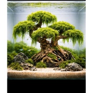 bonsai aquascape aquarium driftwood