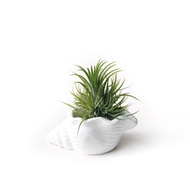 群生Plastic小精靈 空氣鳳梨 搭配貝殼純白水泥盆器