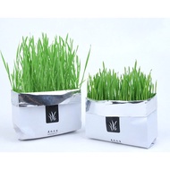 Natural Cat Grass Planting Kit Organic Wheatgrass Seed Health Care Hairball 5 Pack/10 Pack