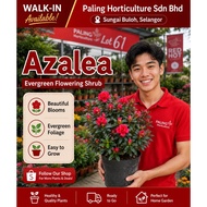 [PHSB] Azalea 杜鹃花 | Flowering Shrub | Real Live Flowering Plant | Pokok Bunga | Real Plant