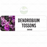 Anggrek Dendrobium Botolan Bibit Anggrek Dendro Botol Anggrek Dendrobium Bunga Hias Tanaman HIas Bib