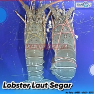 Terbaik Lobster Air Laut SEGAR (1KG) isi 4-5 Ekor - Lobster FRESH
