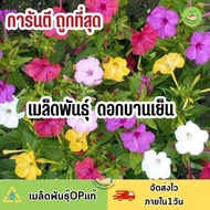 ถูกที่สุด เมล็ดพันธุ์ ดอกบานเย็นคละสี