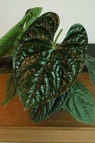 “Ultra Dark” Anthurium luxurians 黑奢華花燭 天南星科植物 母本