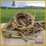 ● ♠ ♗ Takway/Daludal/Ugat ng Gabi from Capiz 1kg