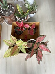 aglaonema