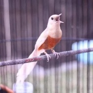 Promo!! telur murai batu albino fertil siap tetas // telur burung siap tetas // telur burung hias //