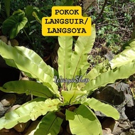 Pokok Langsuir / Langsoya murah