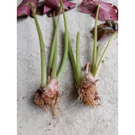 CUTTING SAHAJA/Begonia [ Begonia Erythrophylla ]