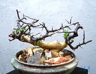 (#158) 卡塔夫正白皮橄欖　Commiphora kataf / 塊根植物 Caudex / 另售龜甲龍、索馬里葡萄甕、念珠橄欖