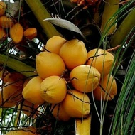 bibit kelapa gading kuning 
