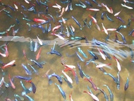 สุ่มปลากัดป่า3 แบบให้เลือก ตามช่วงอายุปลา คัดเกรด มีหลากหลายสีสัน มีรับประกันสินค้า Betta